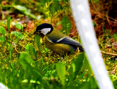 Garten, Natur, Insekten, Nützlinge Garten, Natur, Insekten, Nützlinge, natur, pryfed, organebau llesol, Garden, thiên nhiên, côn trùng, sinh vật có lợi, Tuin, natuur, insekte, voordelige