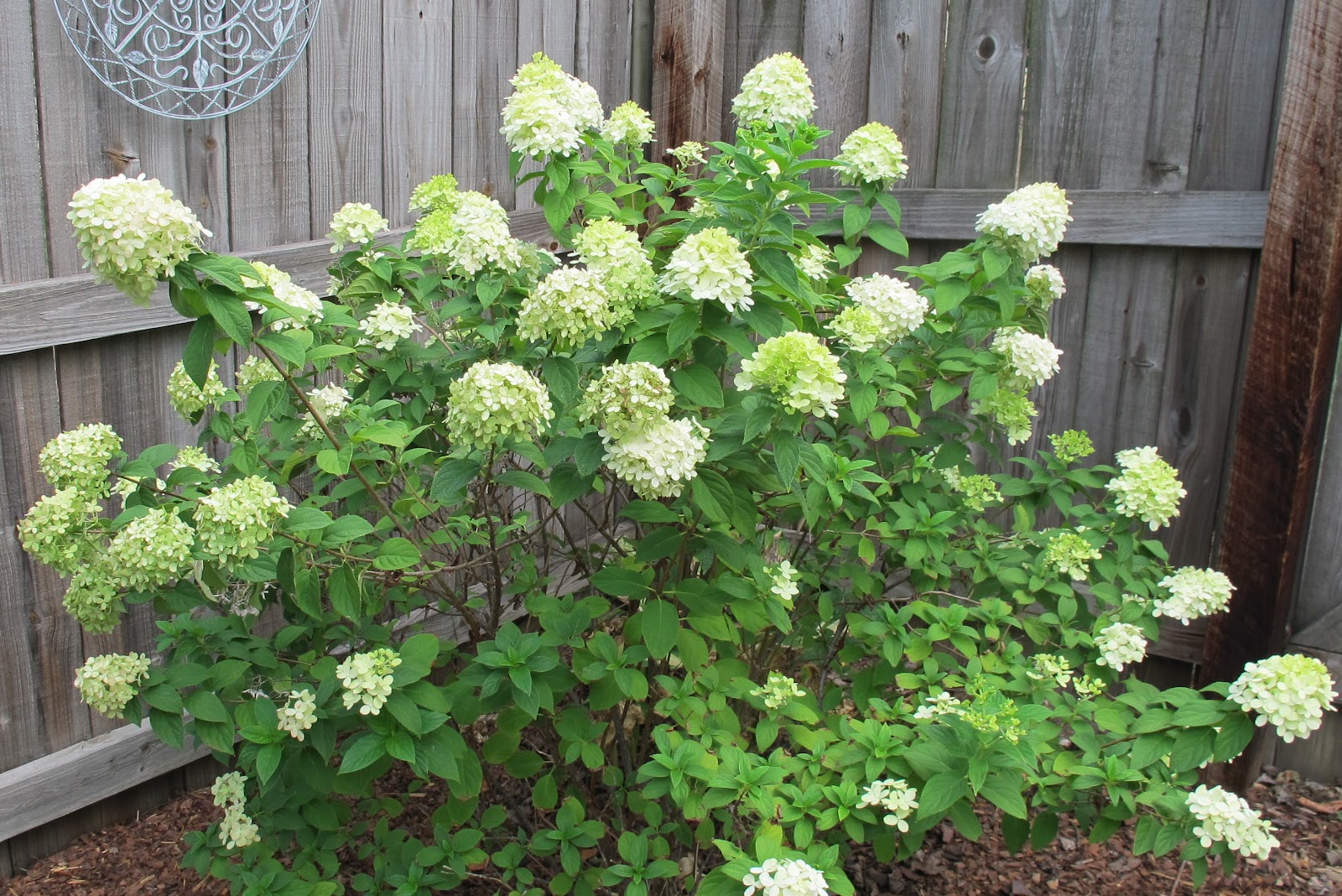 Fearless Gardening Hydrangeas 101