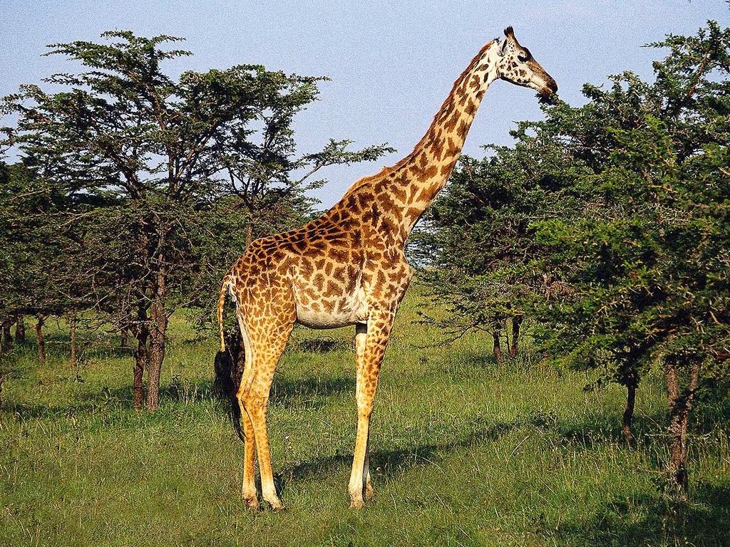 zürafa 0004 Hayvan Fotoğrafları