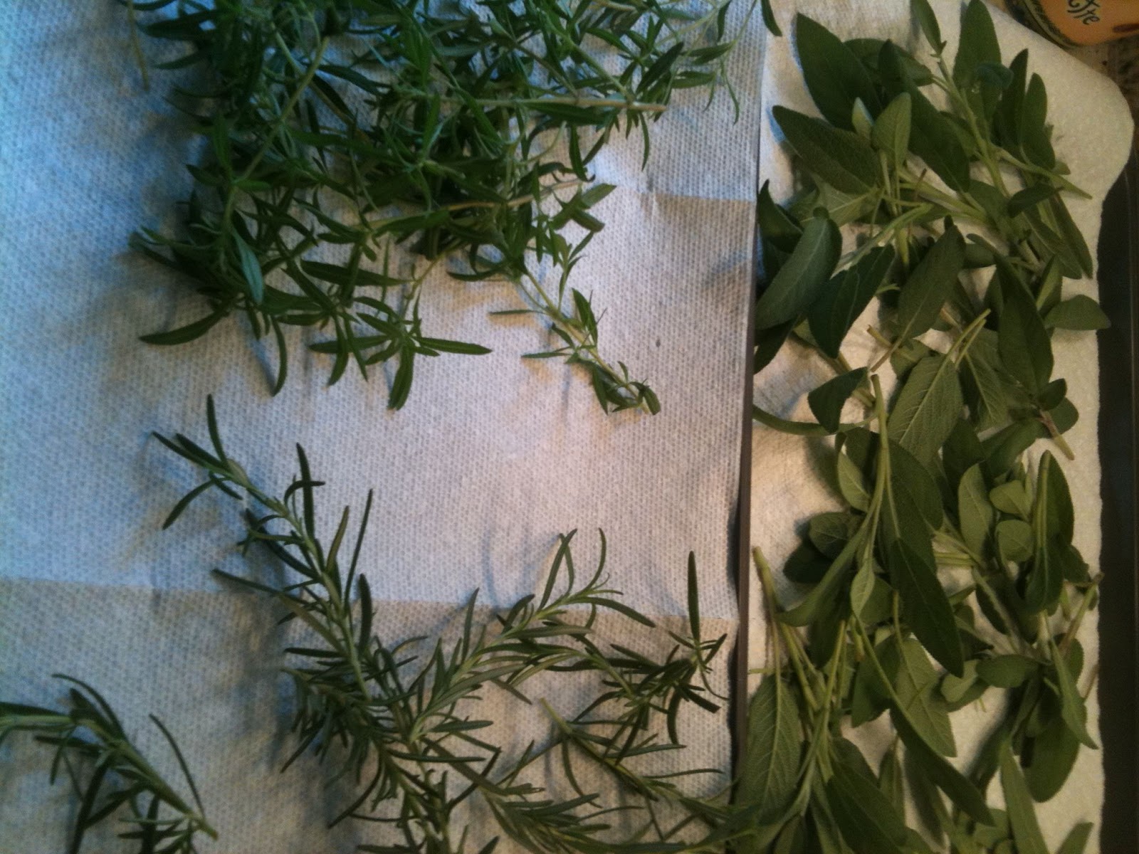 Thesis on thyme 07 image