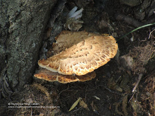 Polyporus squamosus DSC108927