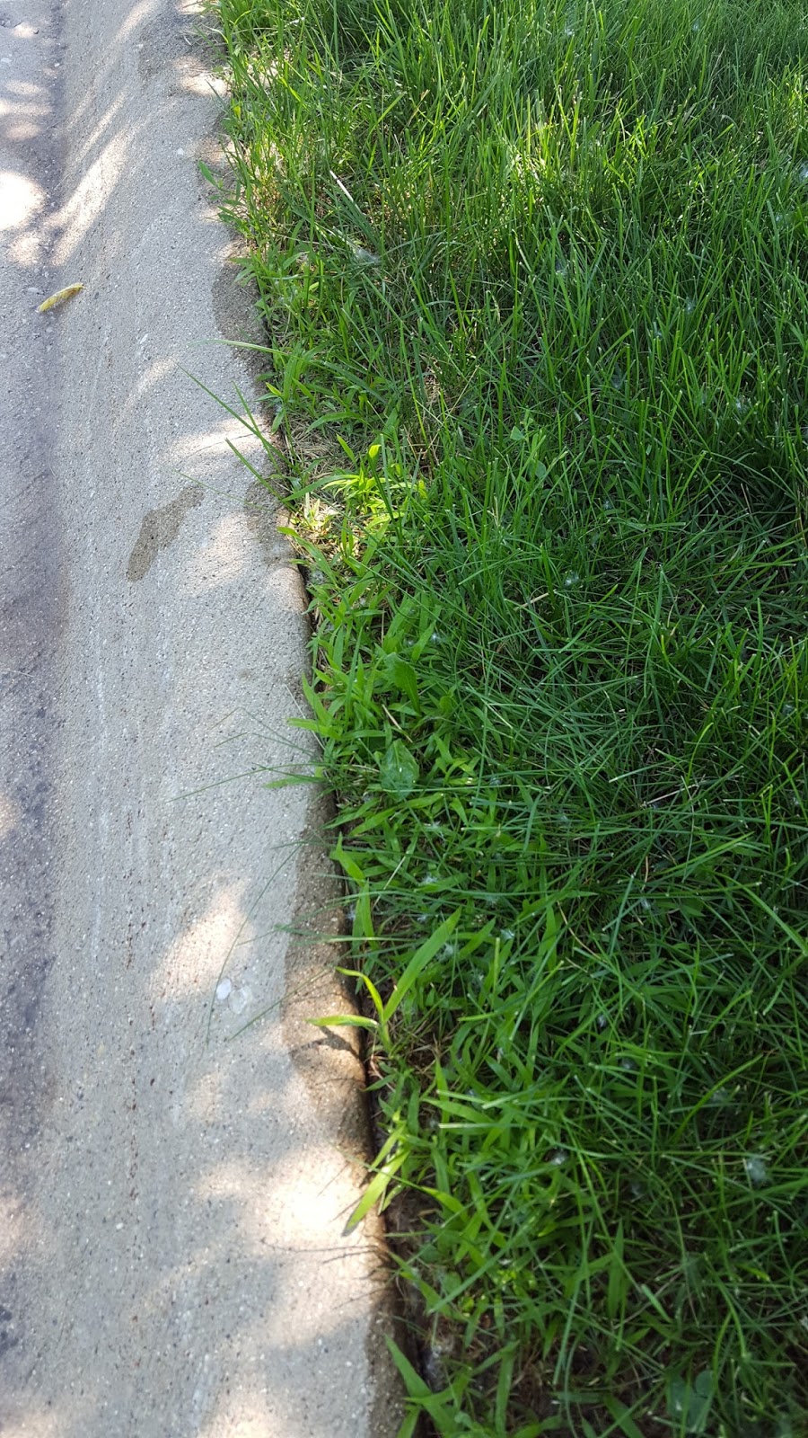 Lawn*Doctor Lawn Care Insights I have crabgrass in spring, or do I?