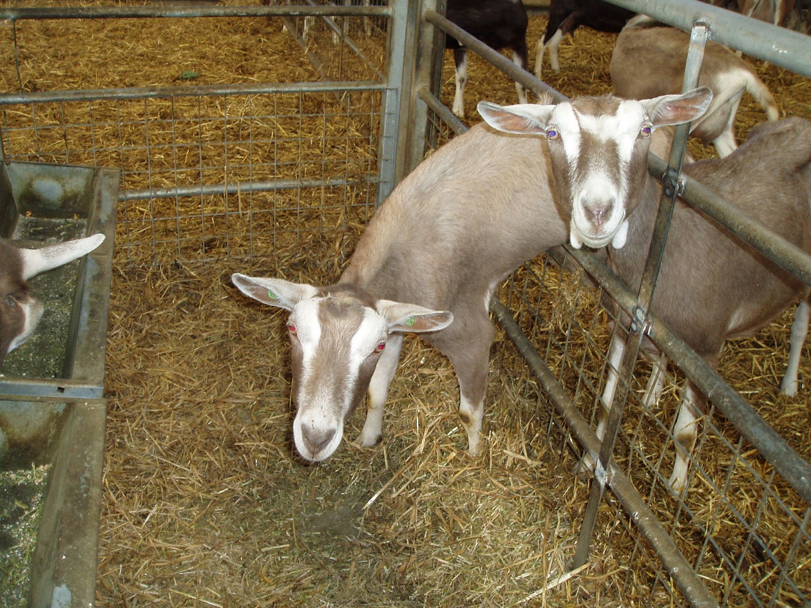 Ellie's Dairy The Finest Goat Milk, from Kent Who remembers Ginger goat?