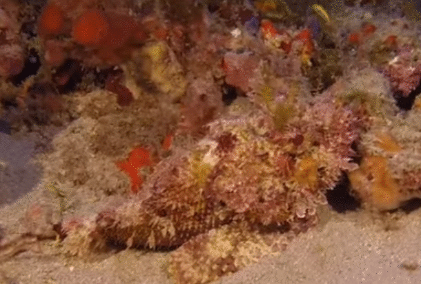 Incredible Camouflage Tricks of Scorpion Fish