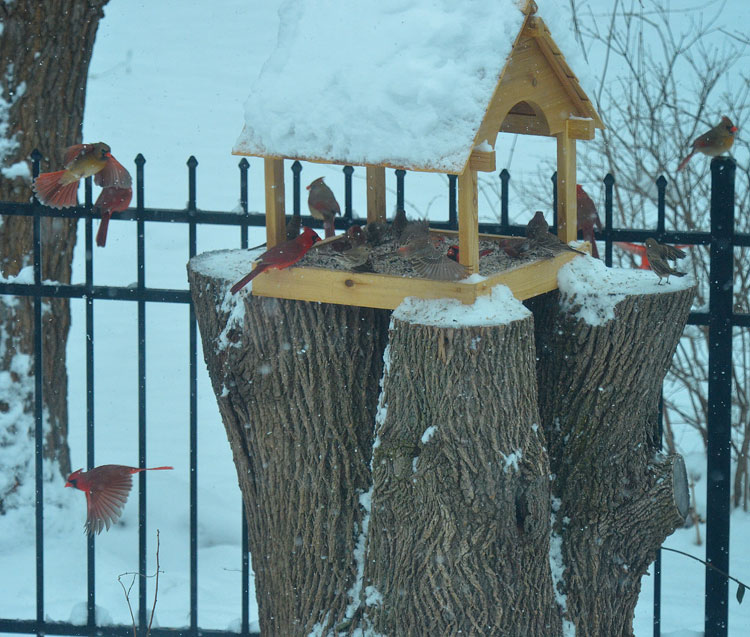 Northern Cardinals love platform feeders. They tend to ignore tube feeders, so if you want cardinals in your backyard, get a platform feeder. Northern Cardinals visit a cedar platform feeder covered in snow.