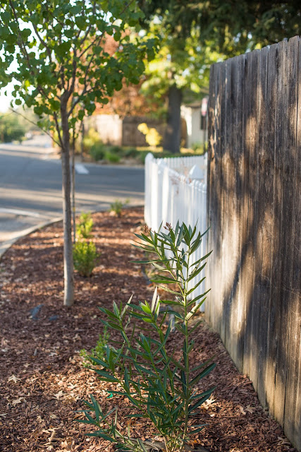 Domestic Fashionista: Updated Front Yard Garden Bed