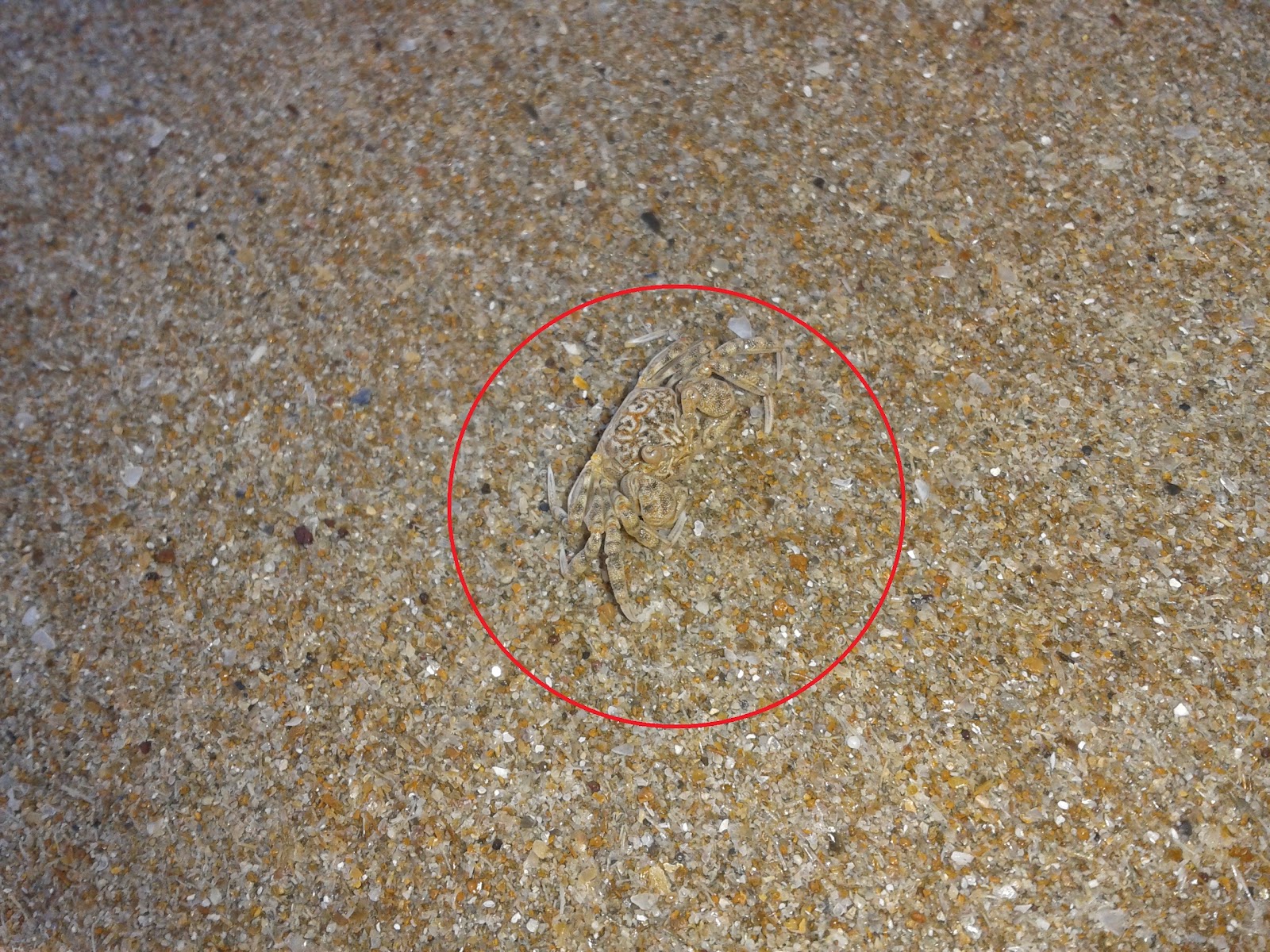 Stories from Shannonvale, aka the Moth man from Mossman Heres Waldo..