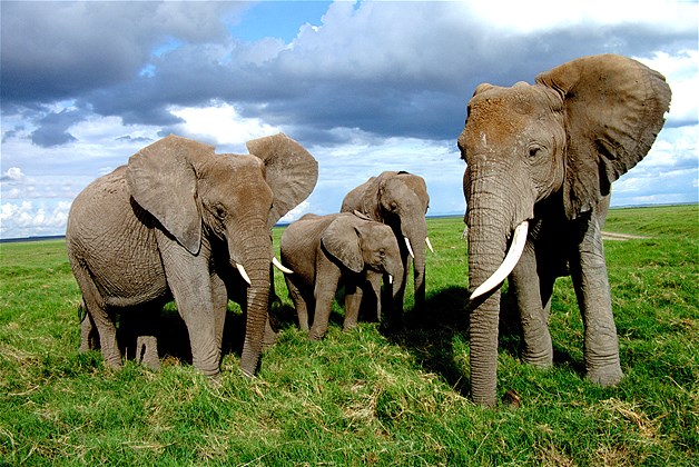 News Dumper: MOST DANGEROUS CREATURES ON EARTH