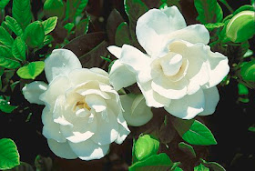 Imágenes de flores y plantas: Gardenias
