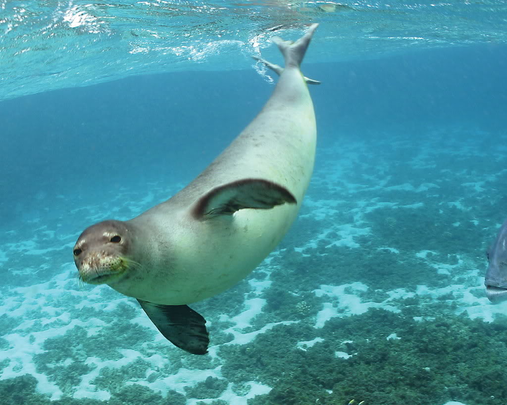 Mediterranean monk seal-A warm-water seal - About Wild Animals