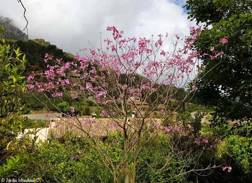 File:Lapacho rosa en floración - panoramio.jpg - Wikipedia