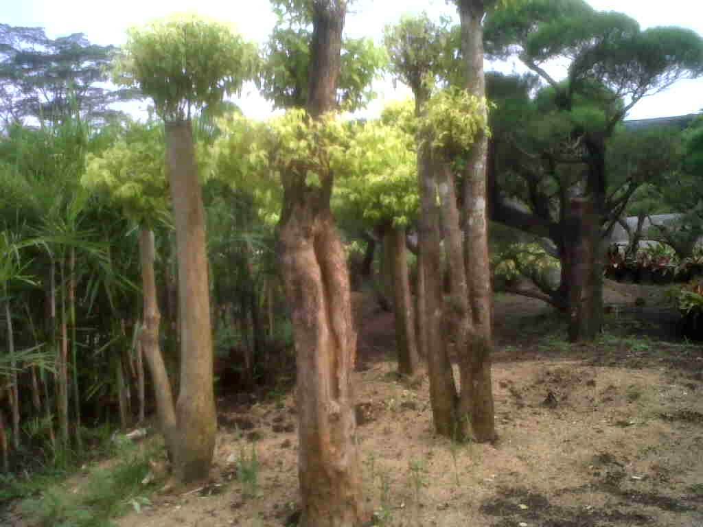 Harga Anting putri bonsai murah di jakarta | Tukang taman | Grosir