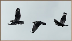 raven flying ravens flight three massachusetts maynard 1228 df2 hidden outdoors history