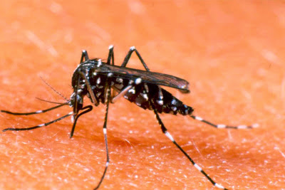 Cara Kuno Namun Efektif Hilangkan Bekas Gigitan Nyamuk