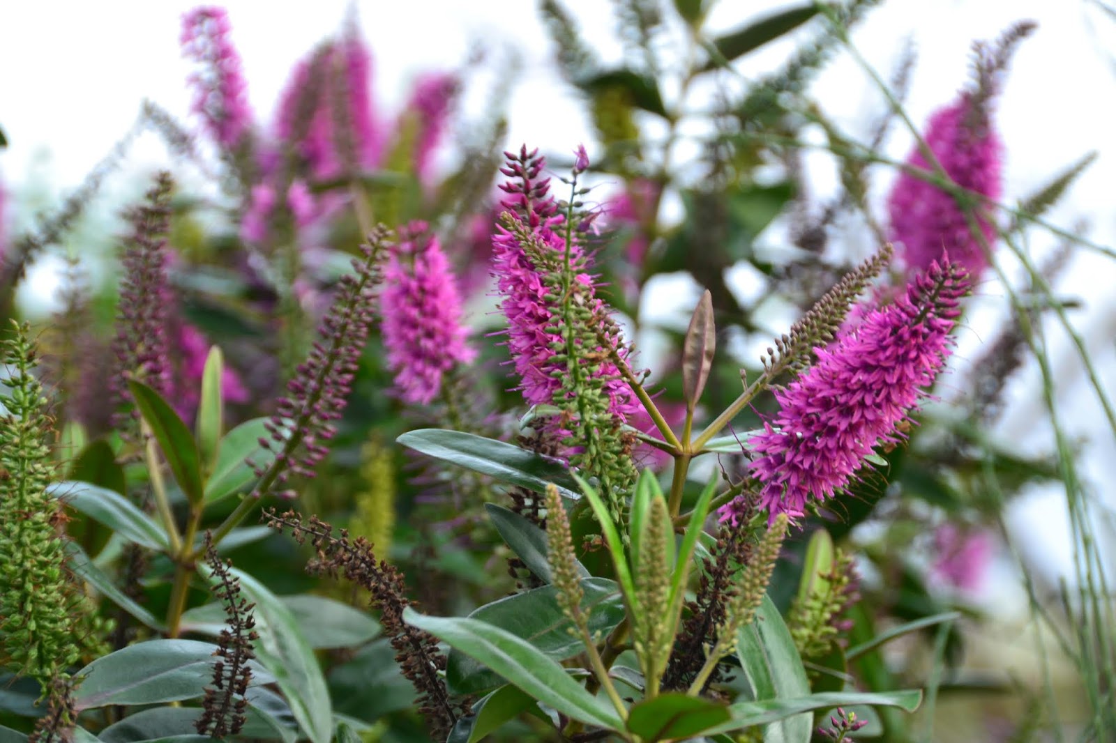 Ma Terre De Bruyere Apres L Orage