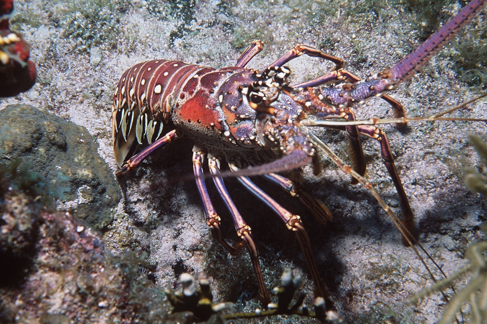 Lobster Air Laut Panulirus Sp Biota Dunia Perairan My XXX Hot Girl