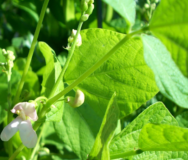 rajma, rajma farming, kidney bean, how to grow kidney bean, kidney bean farming, kidney bean cultivation, guide for kidney bean farming, growing kidney bean, growing kidney bean commercially, guide for growing kidney bean, tips for growing kidney bean