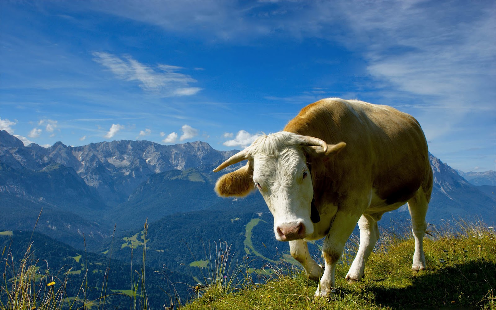 http://3.bp.blogspot.com/-onZuMmegR1o/UCQT6eEZitI/AAAAAAAAAM8/MLTkcCtAPA8/s1600/hd-cow-wallpaper-with-a-cow-in-the-mountains-cow-background-picture.jpg