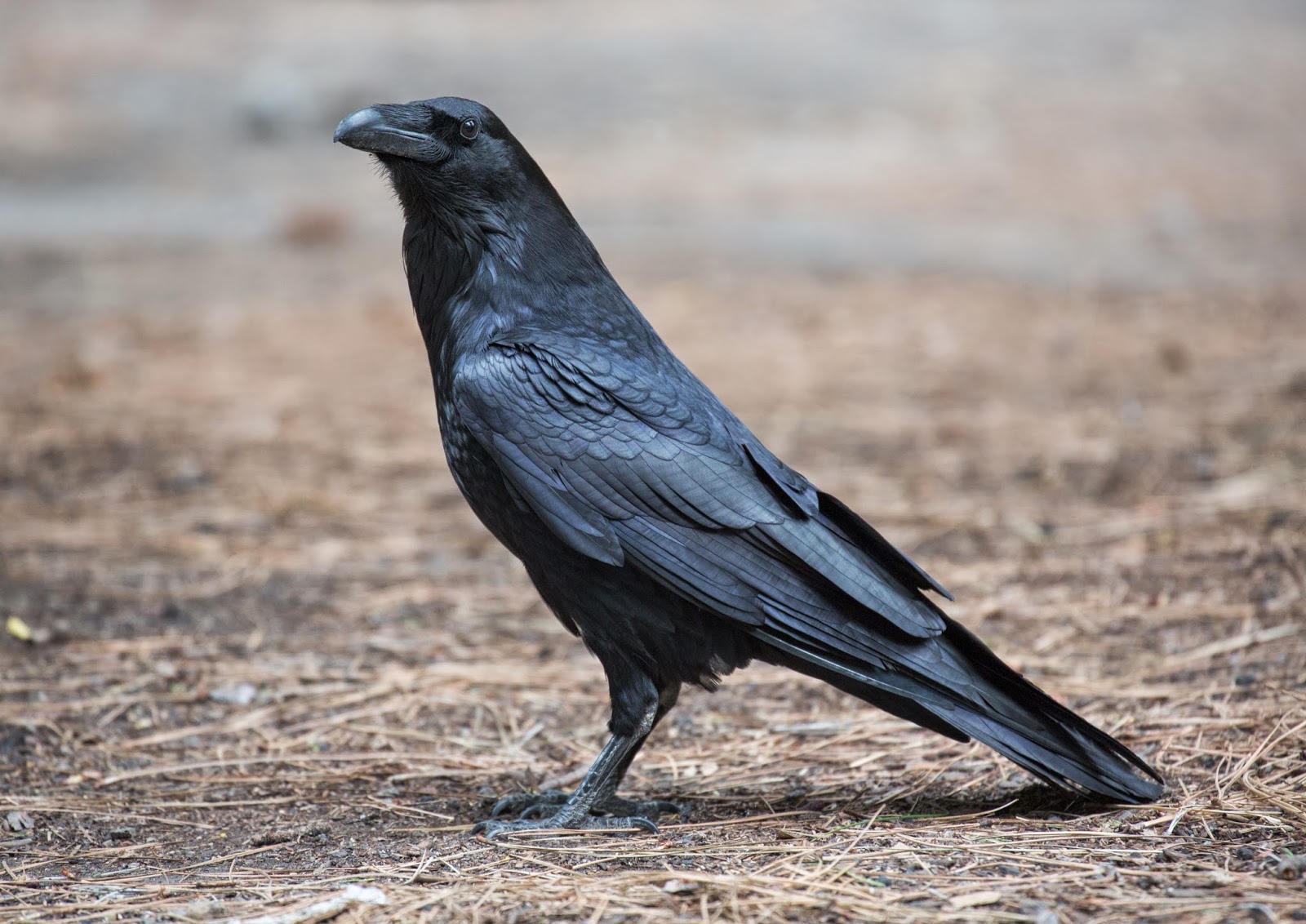 The Raven Reference Images