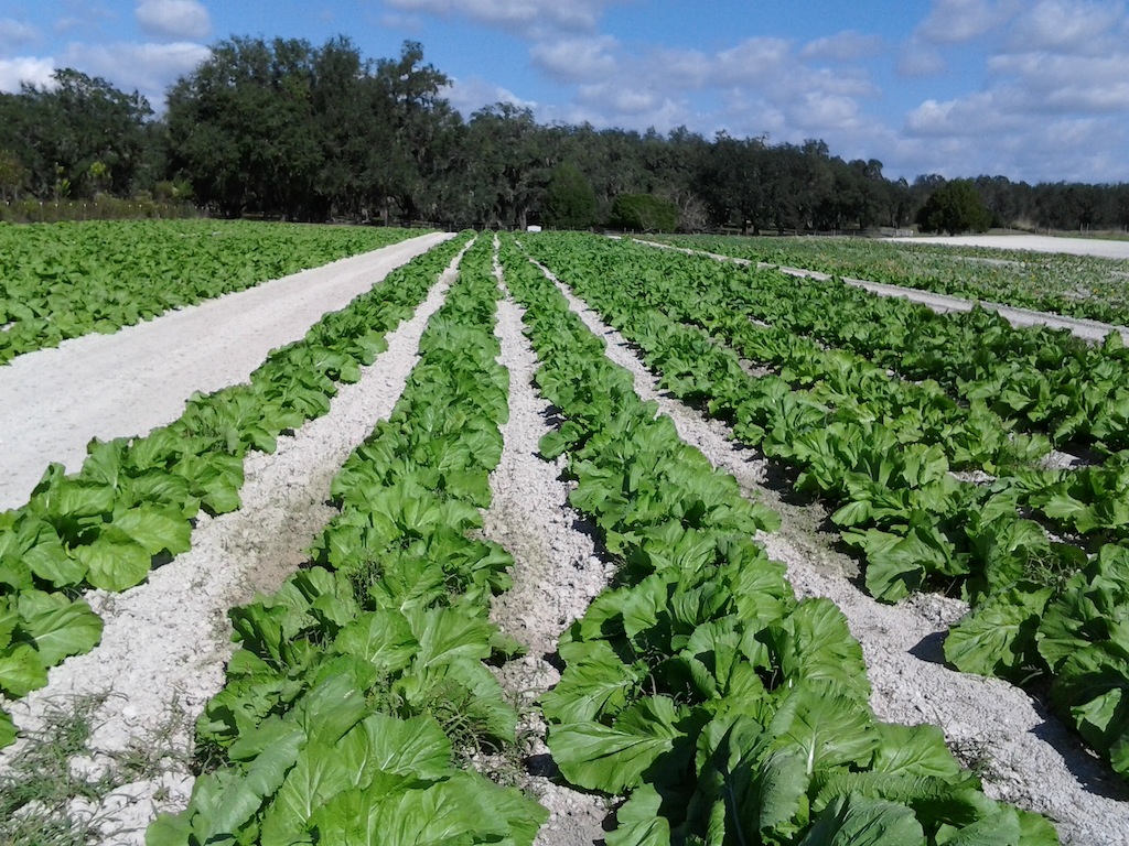 Beasley Farm of Brooksville Tasty and Healthy November 15, 2012