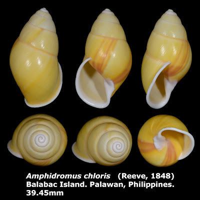 Amphidromus chloris 39.45mm