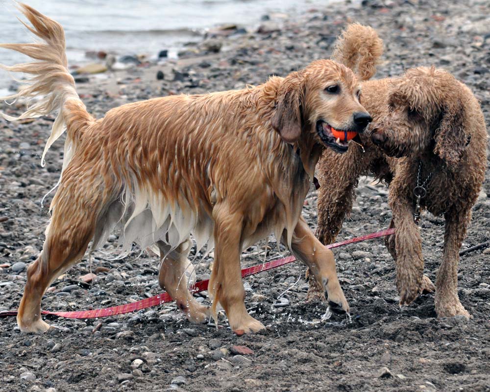 Toronto Grand Prix Tourist A Toronto Blog Dogs at Cherry Beach A