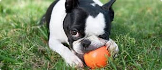 Pup bijt op hondenbal