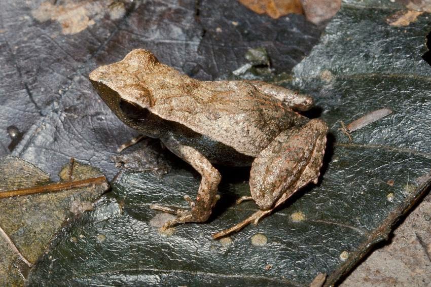 15 animal species with the lowest chance for survival - The Archaeology