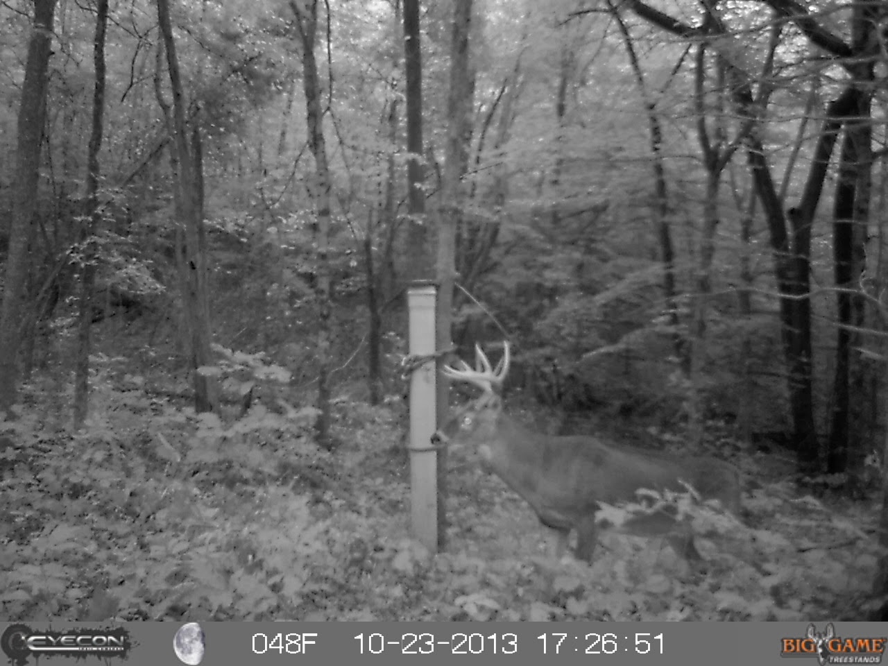Rare Breed Whitetail Hunting View from a deer stand
