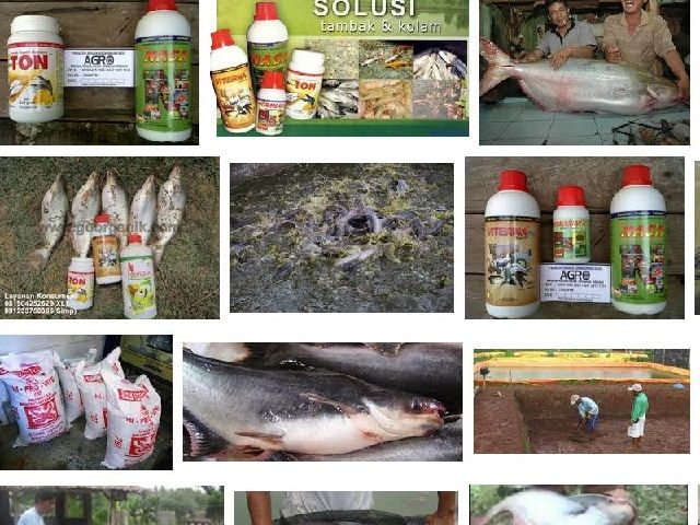 Jenis Hama dan Penyakit Ikan Patin serta Cara Mengatasinya Jenis Hama dan Penyakit Ikan Patin serta Cara Mengatasinya