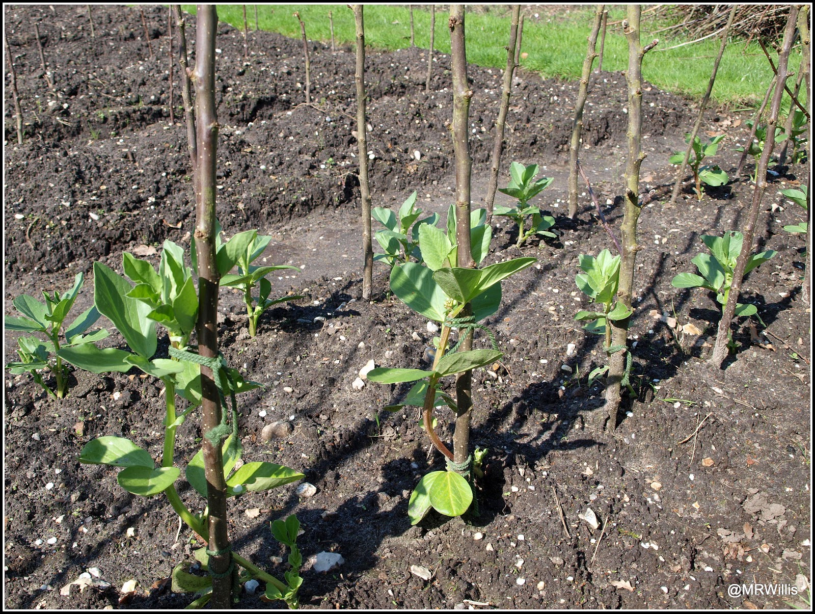 Mark's Veg Plot Supporting Broad Beans