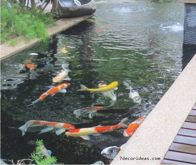 36 Gambar Keramik Ikan Koi Terkini