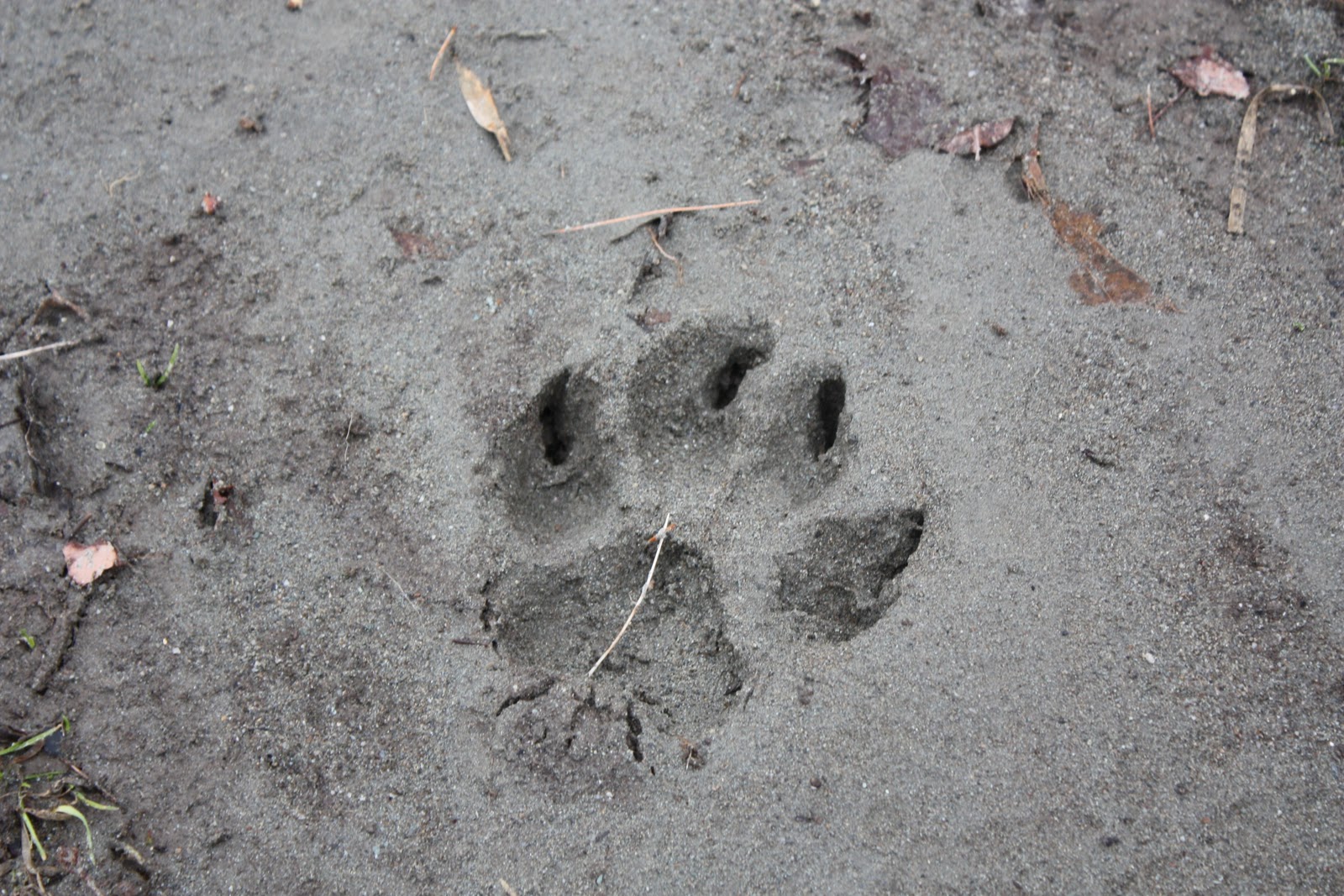 Tracking in Vermont Domestic Dog Tracks