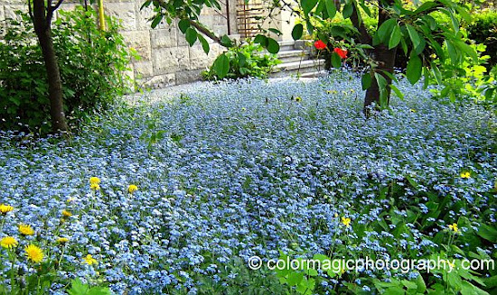 Forget-me-not groundcover