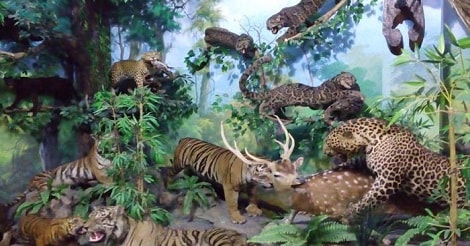 Rahmat International Wildlife Museum and Gallery