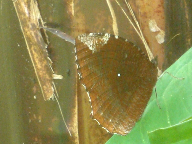 nuansa masel KUPUKUPU COKLAT, SEWARNA LATAR BELAKANG