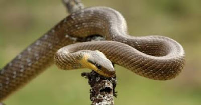 Ποια φίδια στην Ελλάδα είναι δηλητηριώδη και ποια εντελώς ακίνδυνα; (φωτό)  
