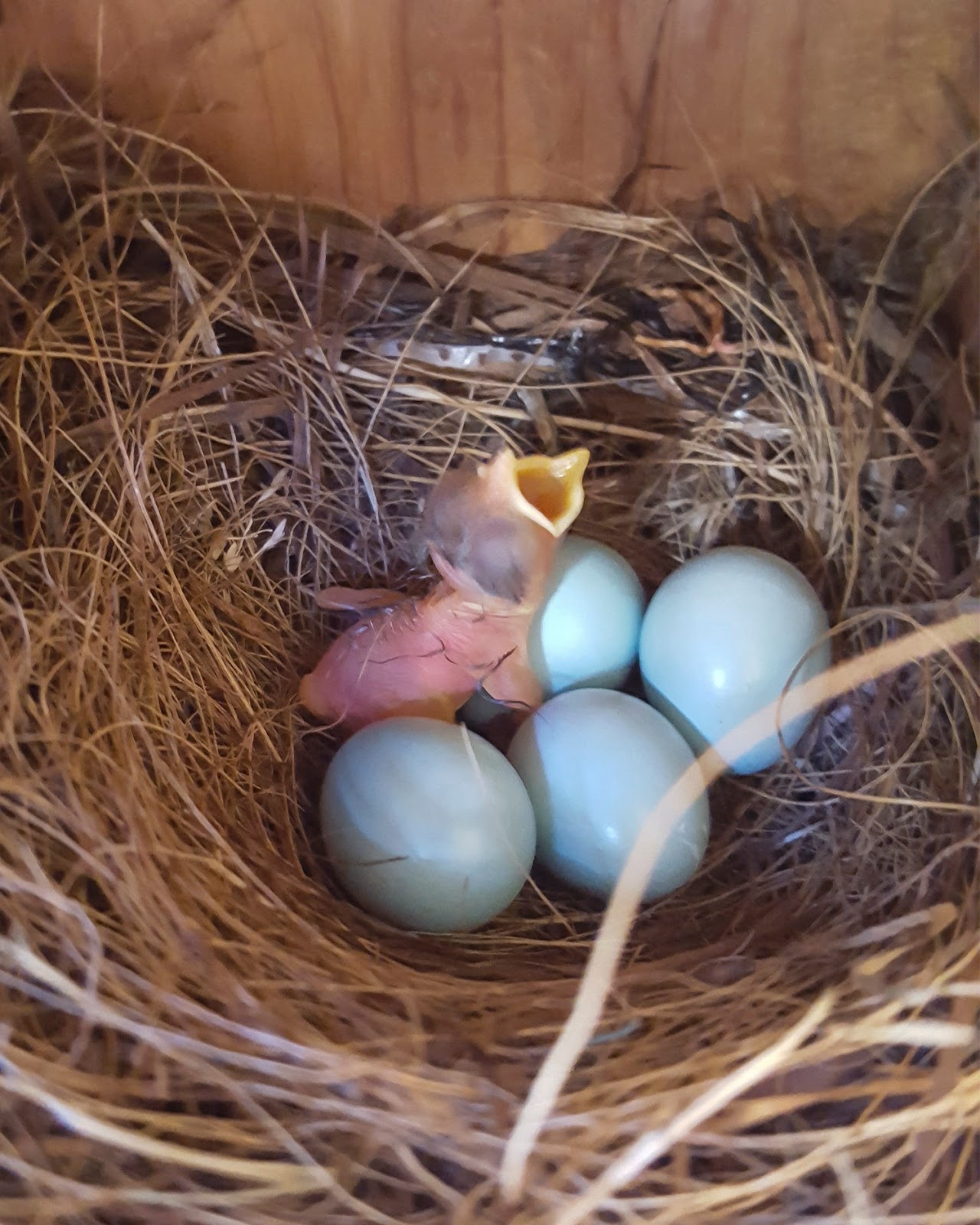 Western Bluebird ~ Rocklin Wildlife