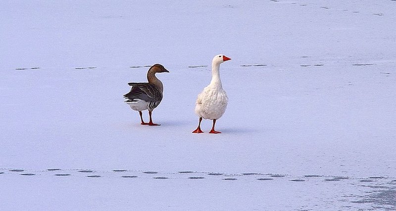 Scientists told why geese do not freeze in winter
