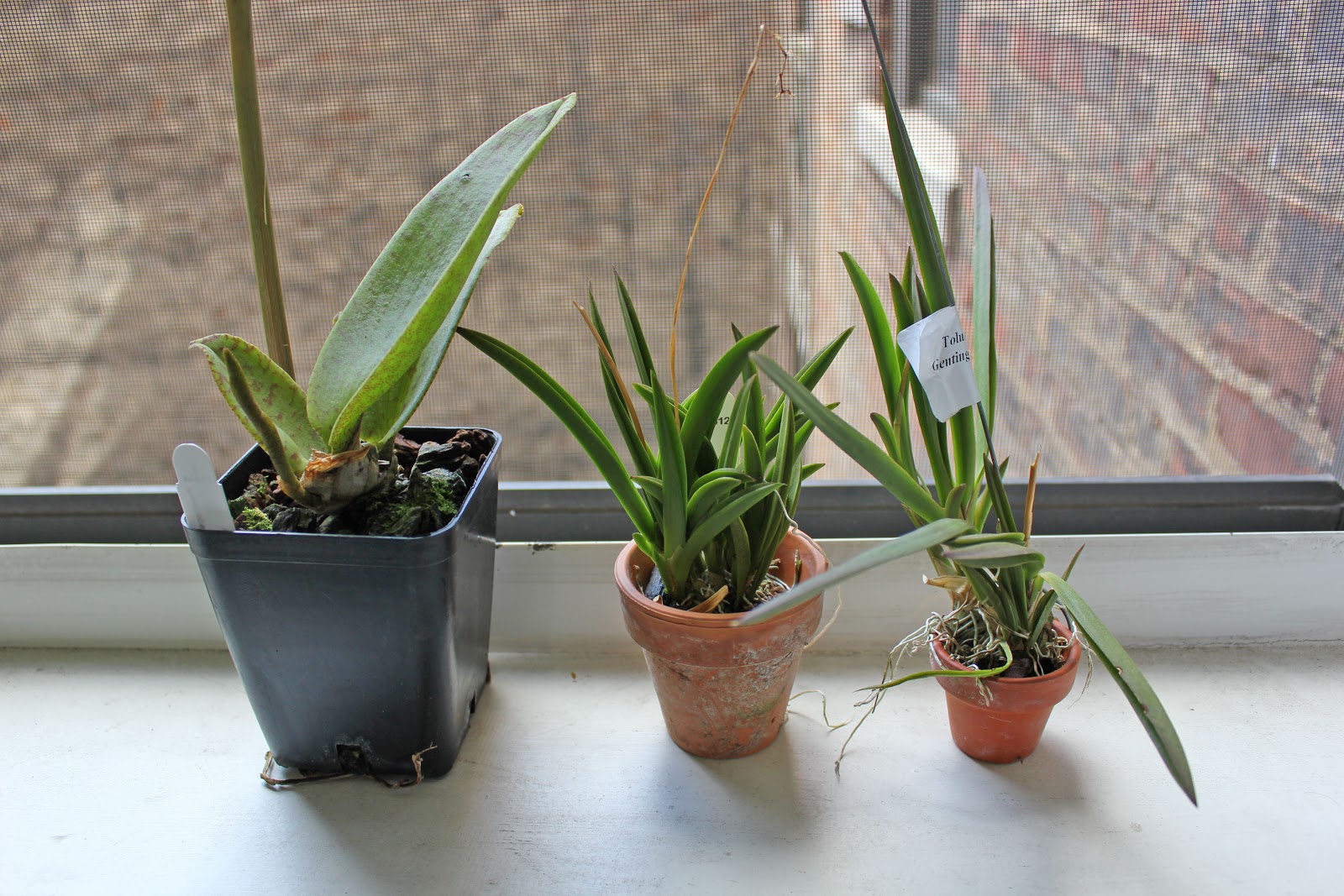 Maria's Orchids Three new orchids