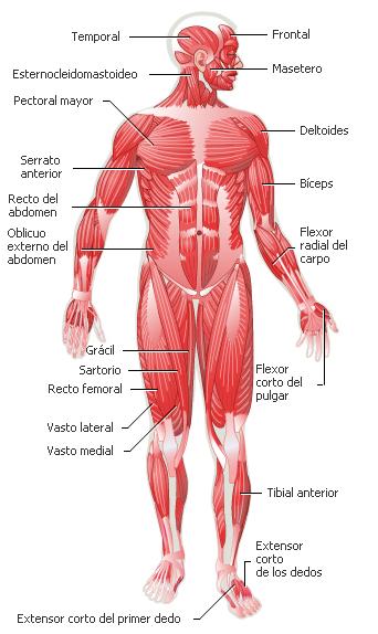Los Músculo frontales del cuerpo humano