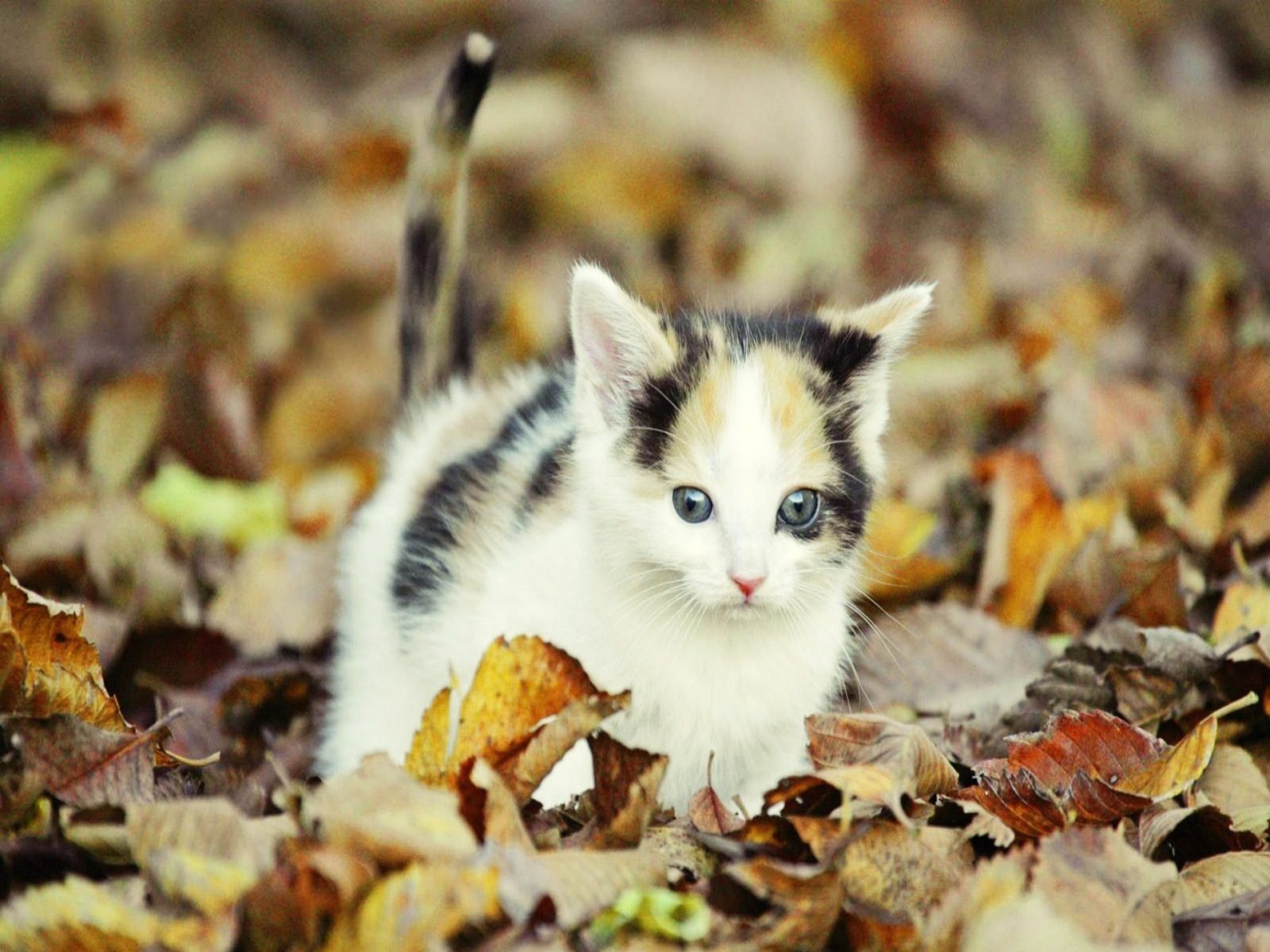 HD Kitten Wallpapers | Fun Animals Wiki, Videos, Pictures, Stories