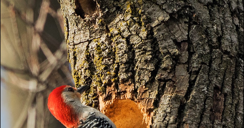 Red-bellied Woodpecker (Pic à ventre roux) Breeding at Riverside Park