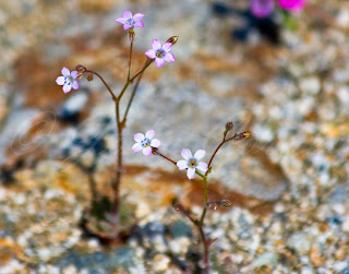 Tiny pink California desert wildflowers