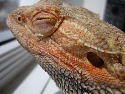 bearded-dragon-care-videos-3.jpg