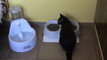 mis gatitos: LOS GATOS EN UN PISO.