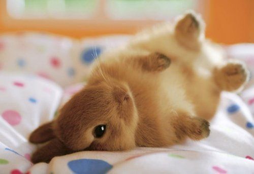 http://3.bp.blogspot.com/-oqYnkYAMV7Q/UP3wTsIqSqI/AAAAAAAADbs/csDiOgFSWgU/s1600/cute-animals-baby-rabbit.jpg