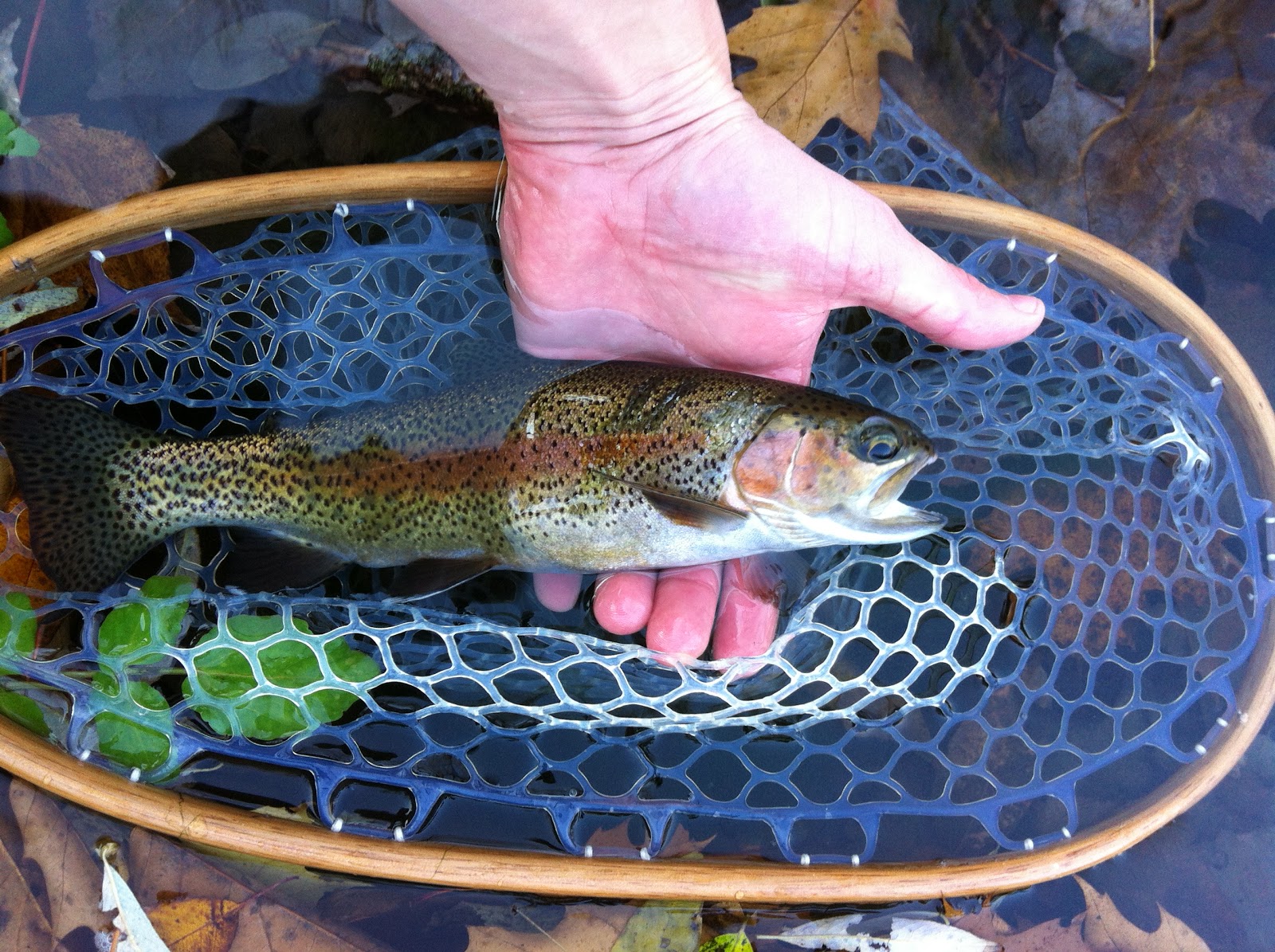 Trout Jockeys Fall Fishing in Upstate New York