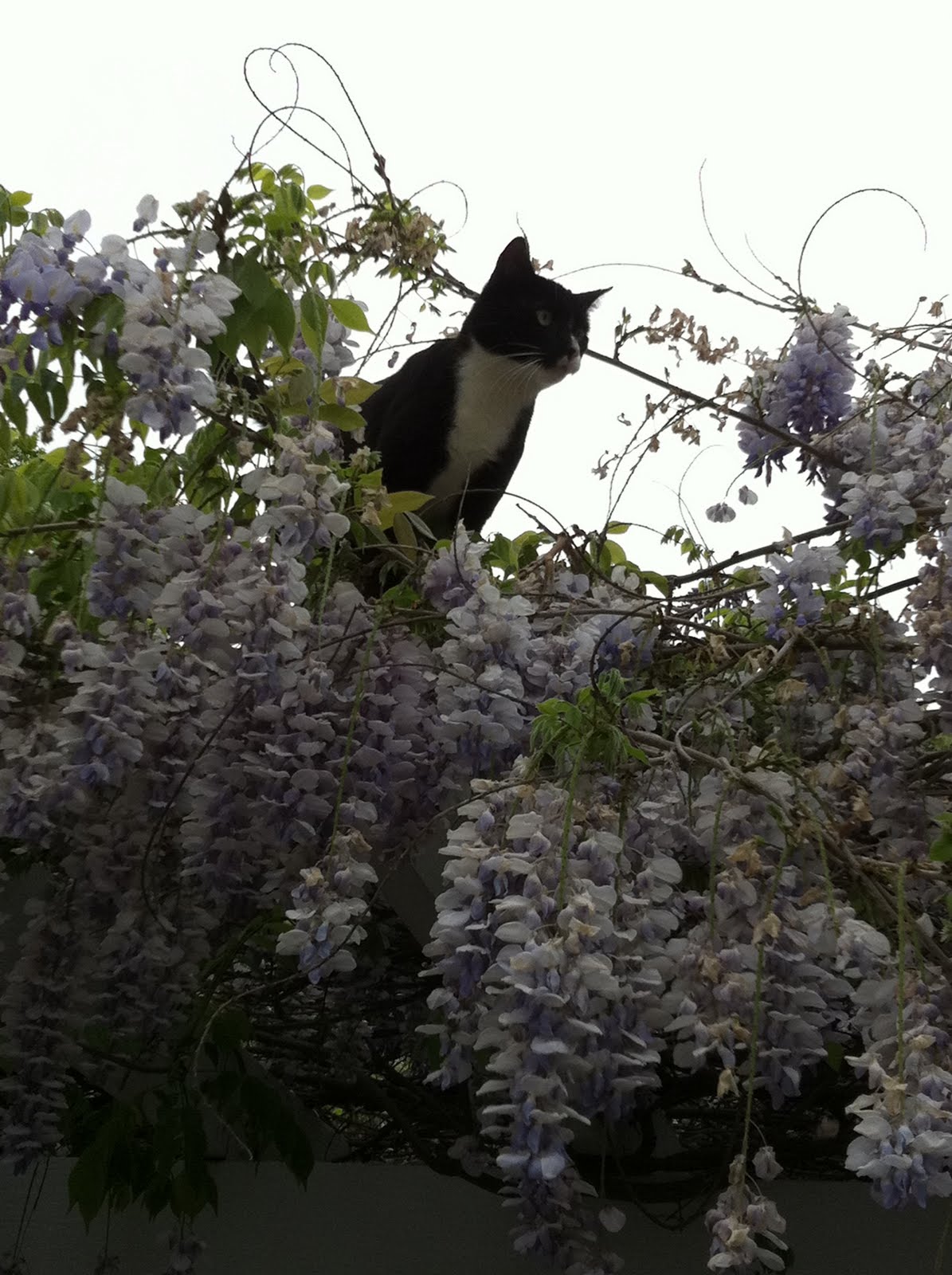 Cherish Home Everyday Wisteria Snow!