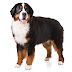 All You Need to Know about Bernese Mountain Dog